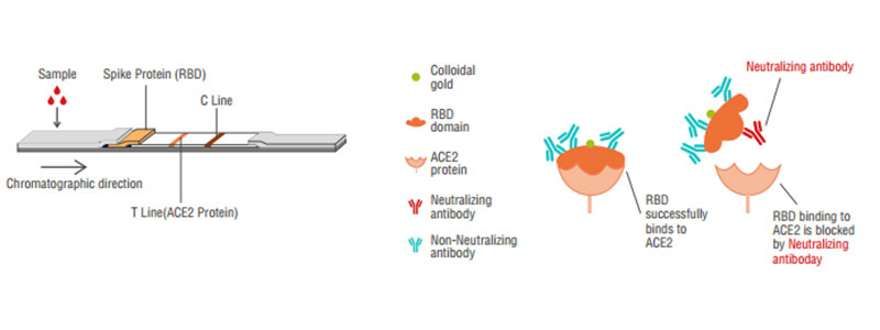 2019-nCoV Neutralization Antibody 원칙